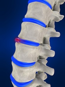 Spinal chord of human.