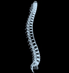 Featured image for “Degenerative Disc Disease – Dallas Back Issues”