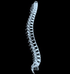 Spinal chord of human.