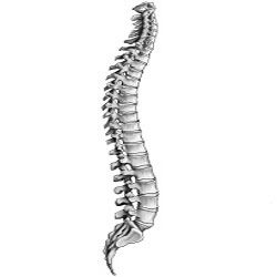 Spinal chord of human.